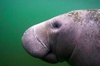underwater photography