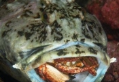 Cabazon eating a red rock crab, Scorpaenichthys marmoratus